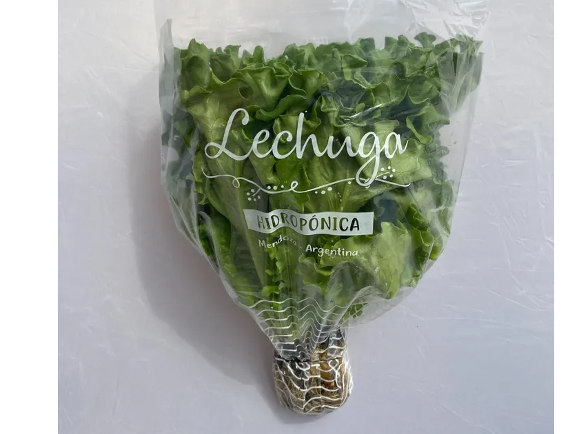 LECHUGA CRESPA