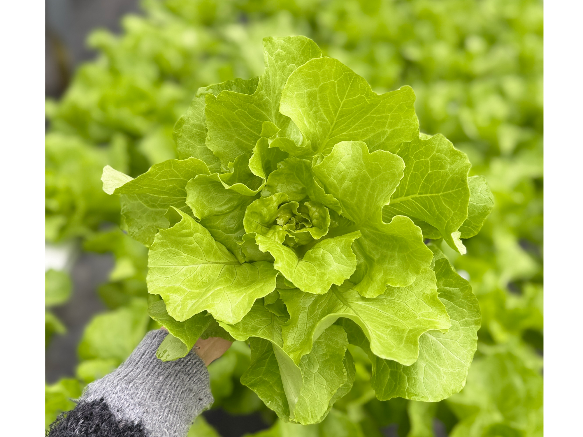 Lechuga Roble Verde Hidroponica