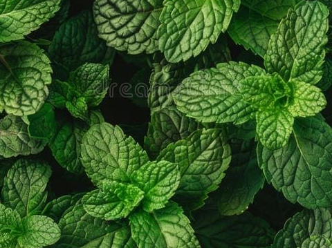 Menta