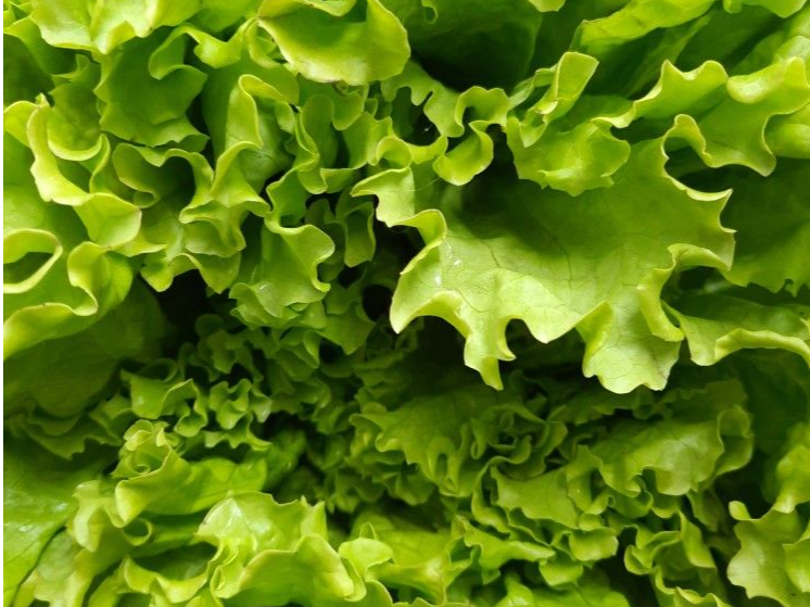 Lechuga Hidroponica 1kg