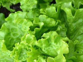 Lechuga Manteca 1kg