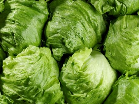 Lechuga Repollada 1kg