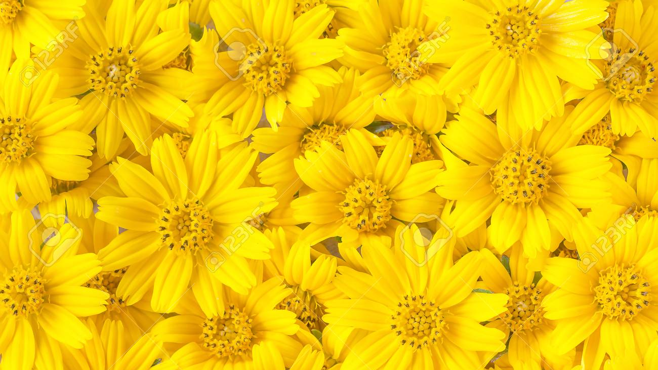 Ramos Yellow