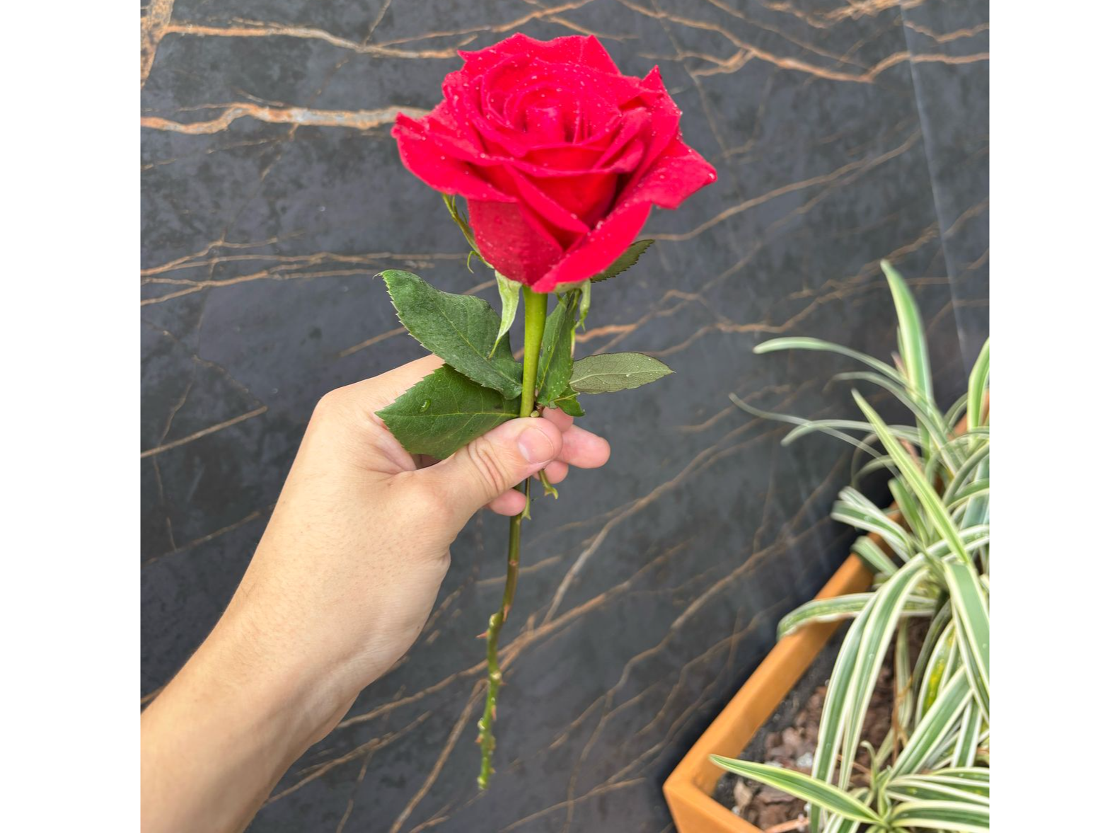 Rosas Importadas