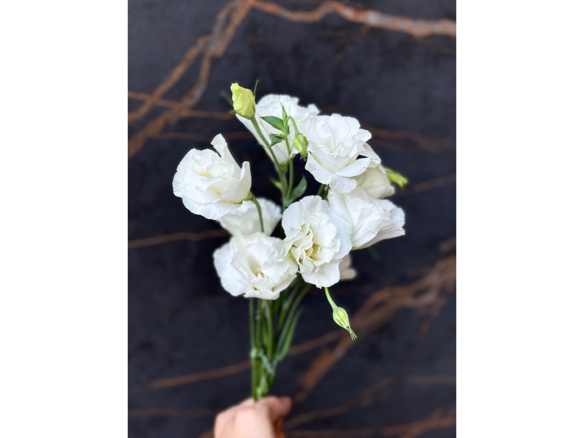Lisianthus