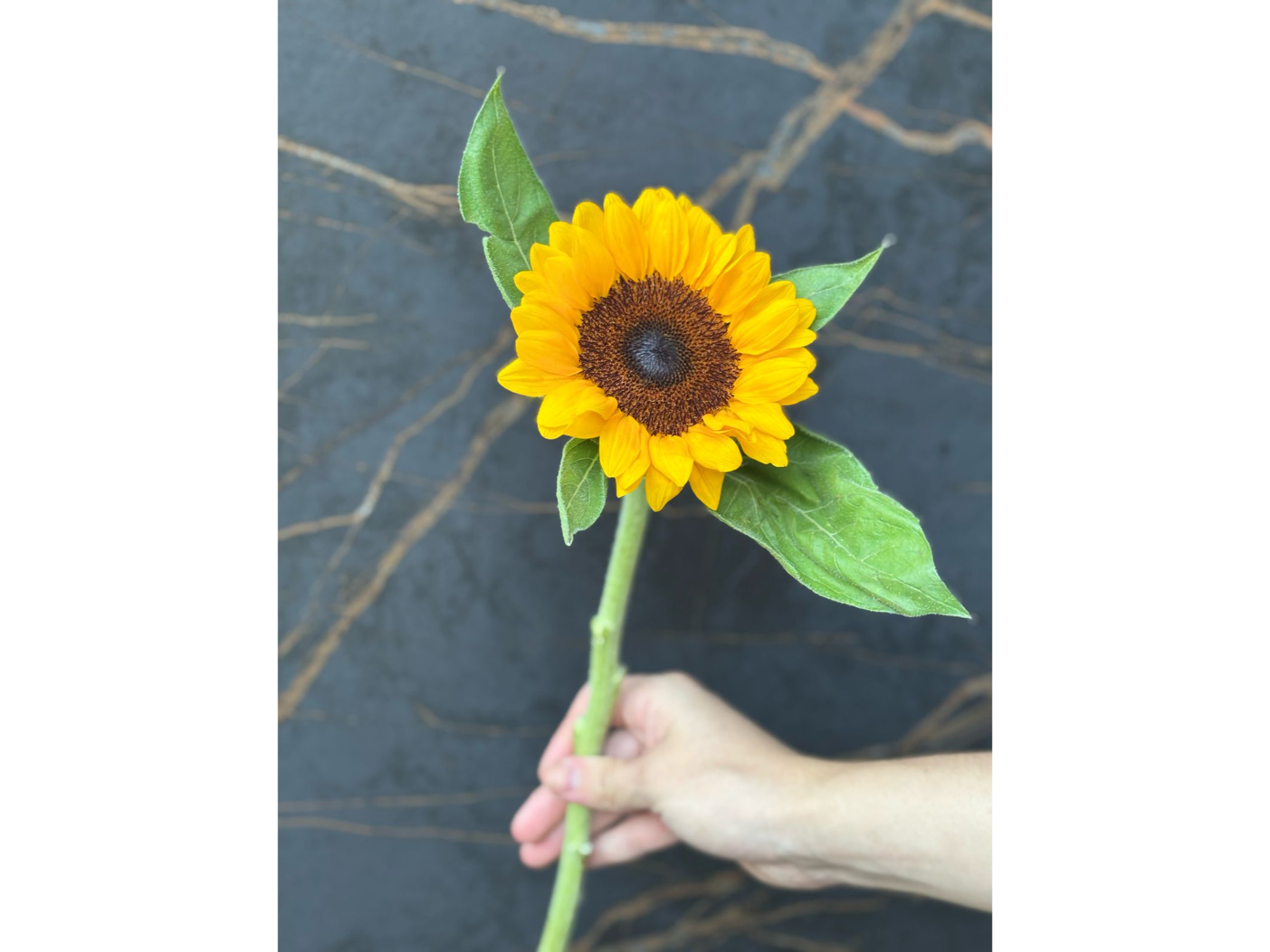 Girasol de AMARANTA