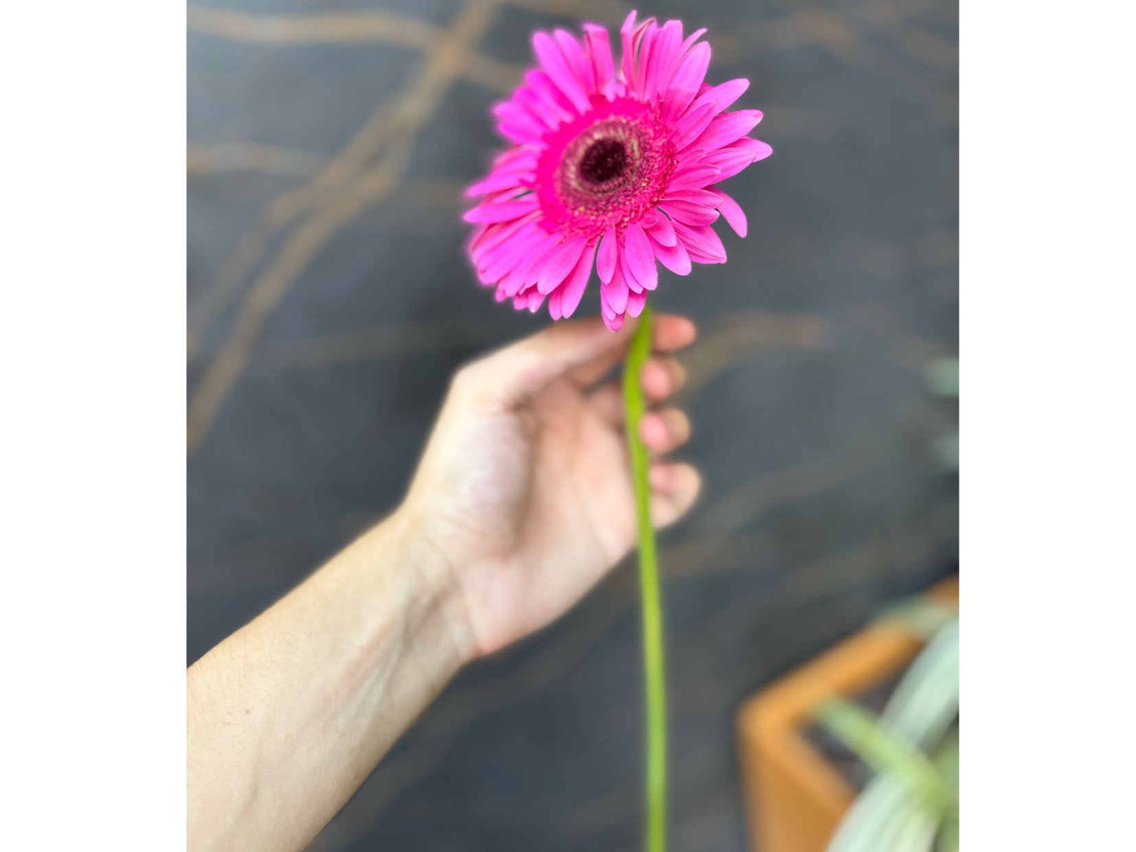 Gerberas