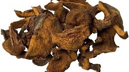 Hongos
