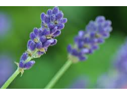 Lavanda