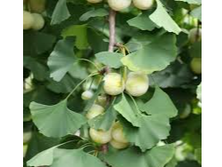 Ginkgo Biloba