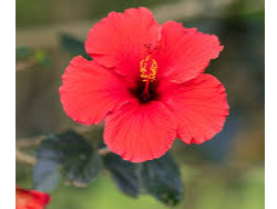 Flor de Jamaica/Hibiscus