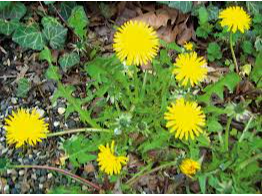 Diente de León/Amargon