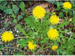 Diente de León/Amargon