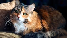 BALANCEADO GATO ADULTO