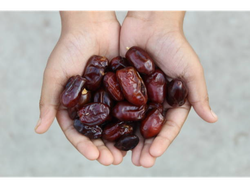 DATIL DEGLER NOUR ARGELIA