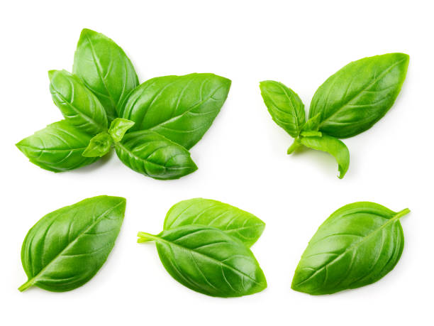 ALBAHACA