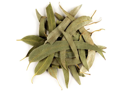 EUCALIPTUS