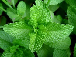 MENTA EN HOJA