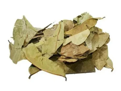 GRAVIOLA