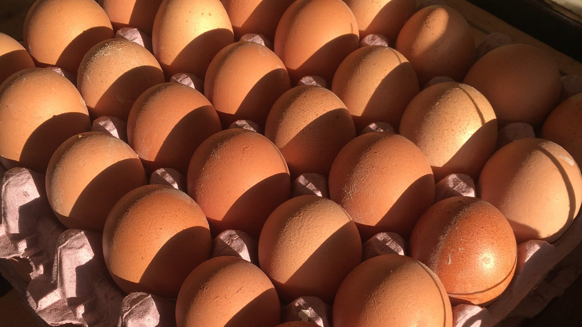 HUEVOS