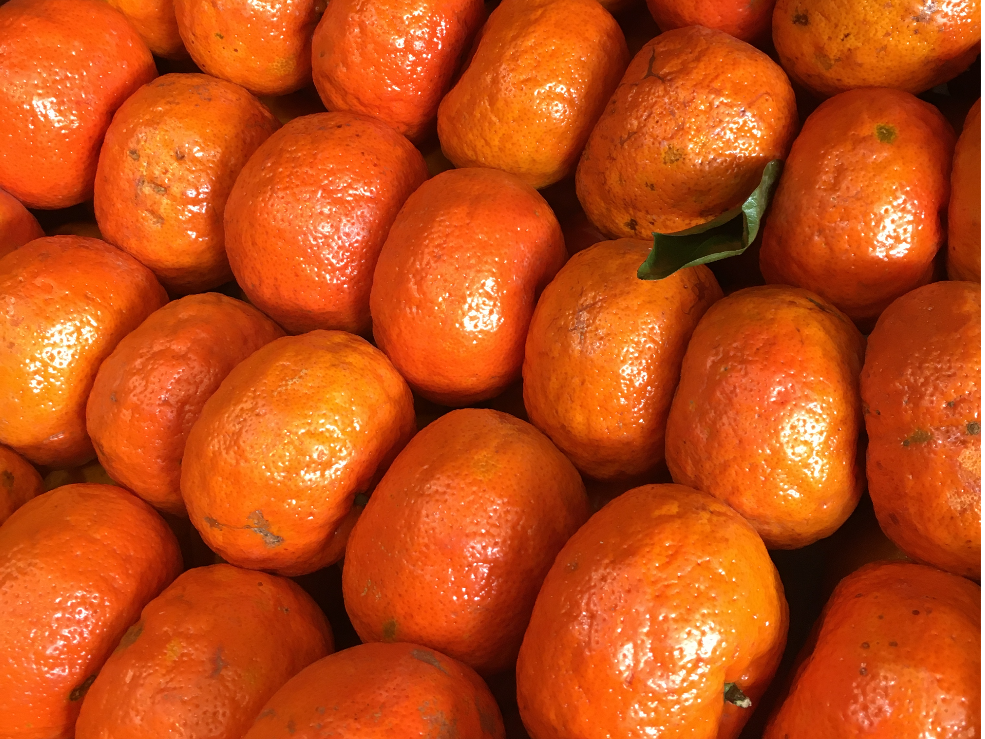 MANDARINA ENCORE
