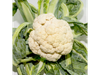 COLIFLOR