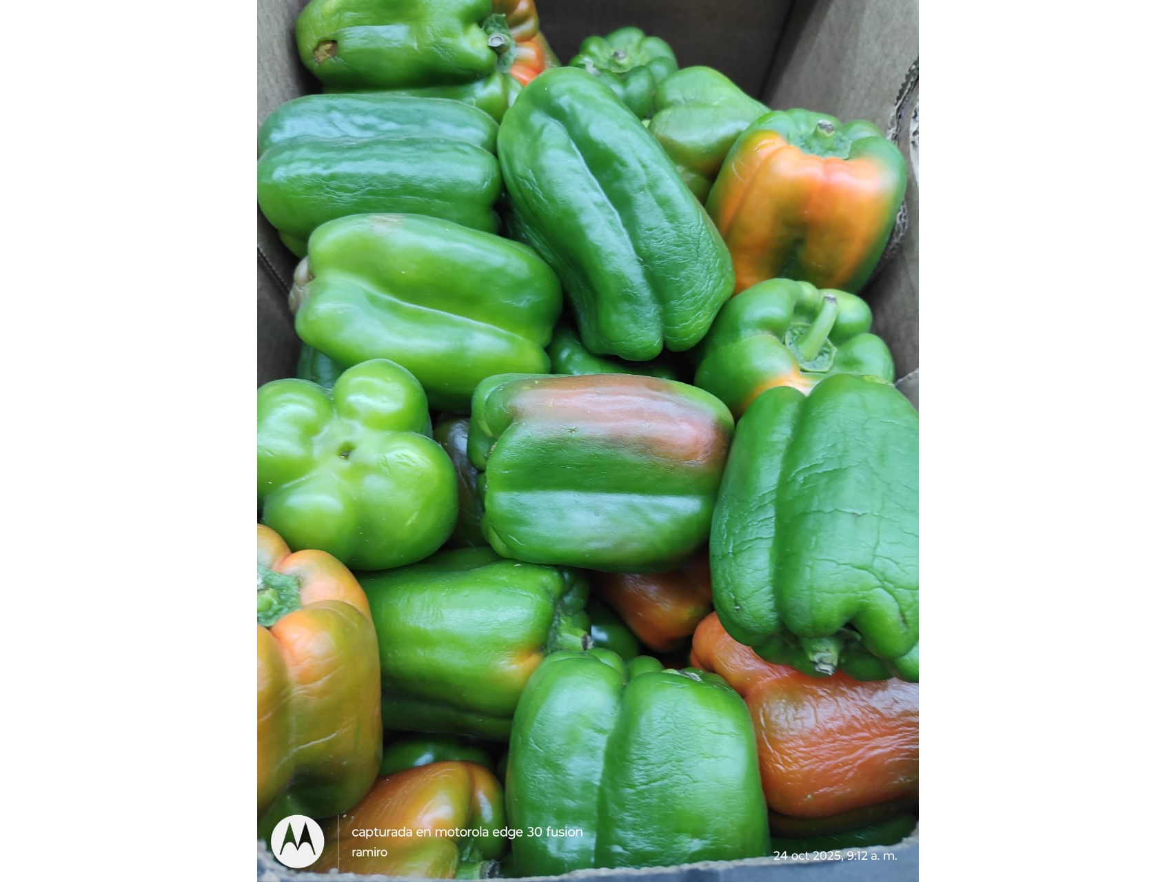 Pimiento verde