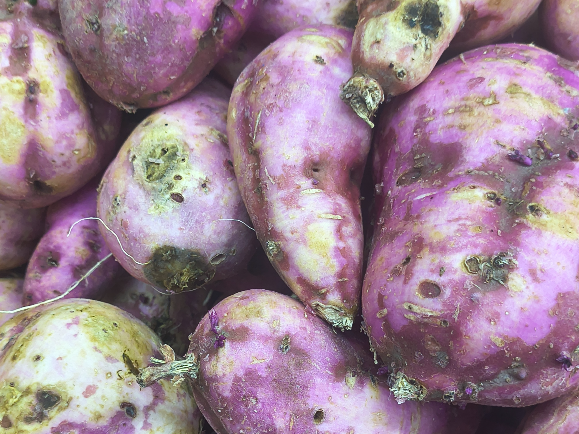 Camote
