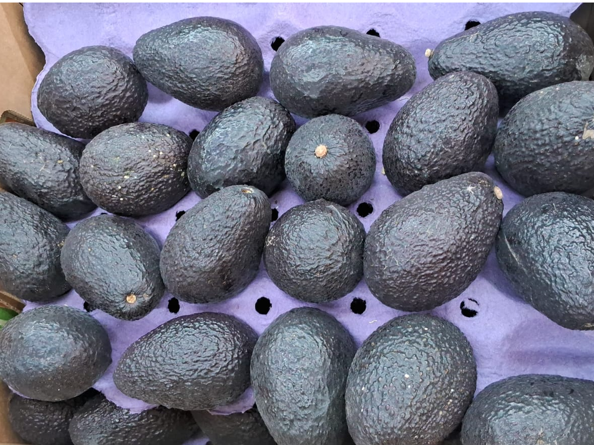 Palta