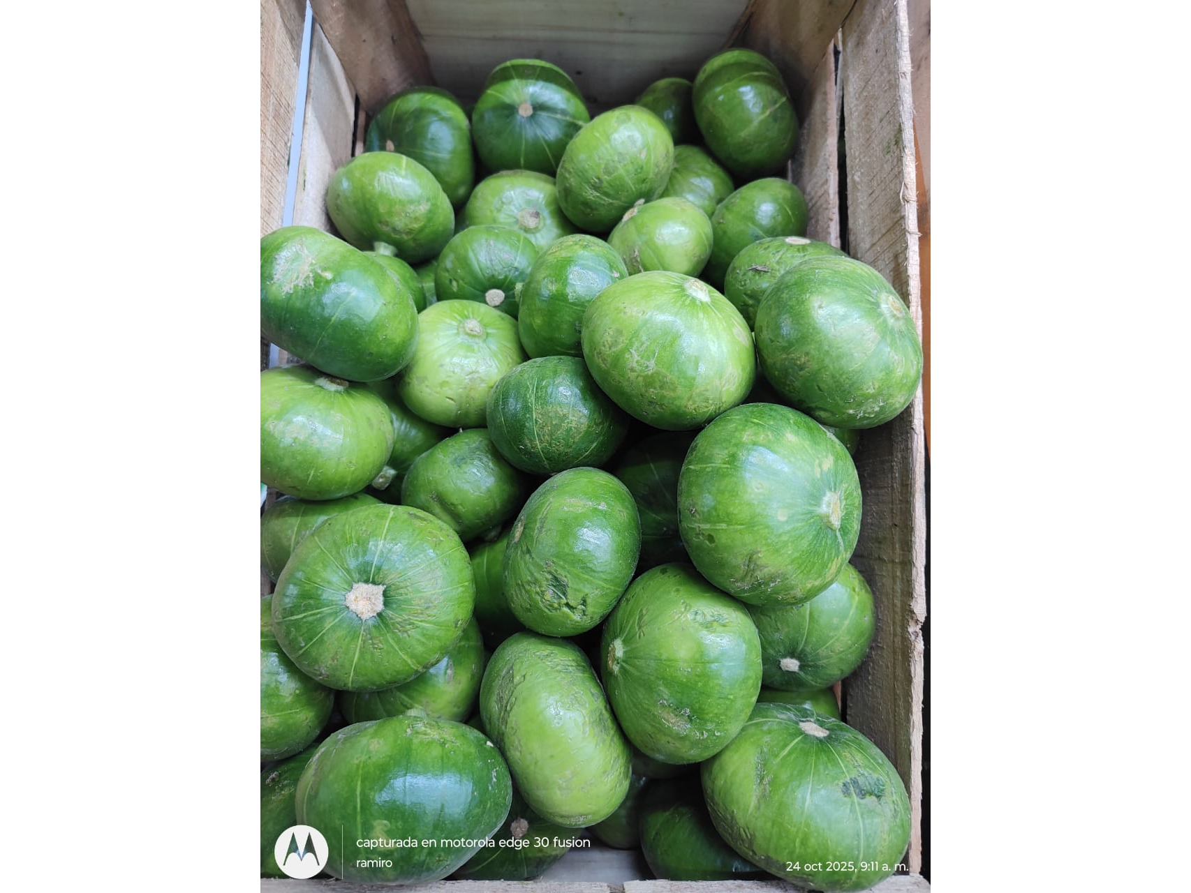Zapallito
