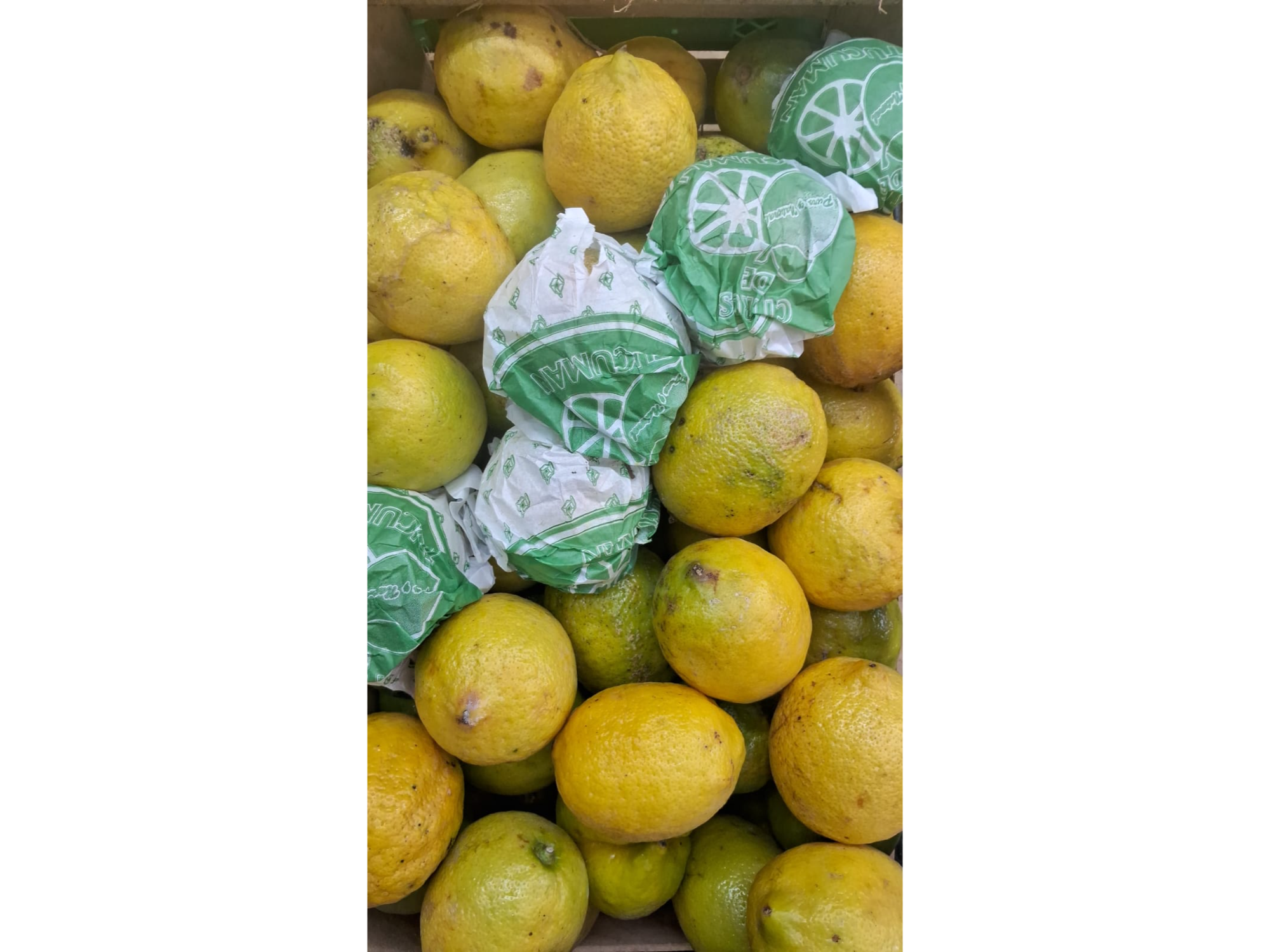 Mandarina