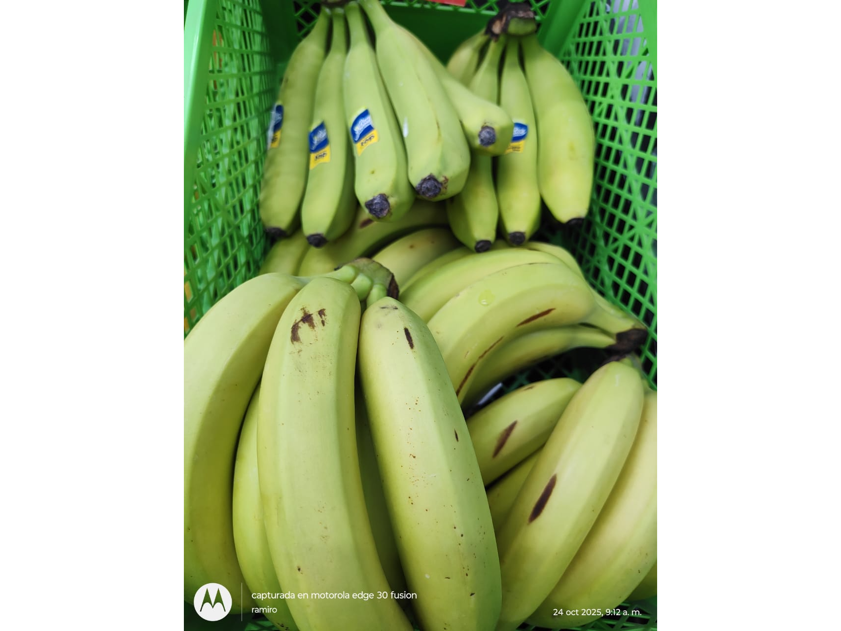 Banana ecuador