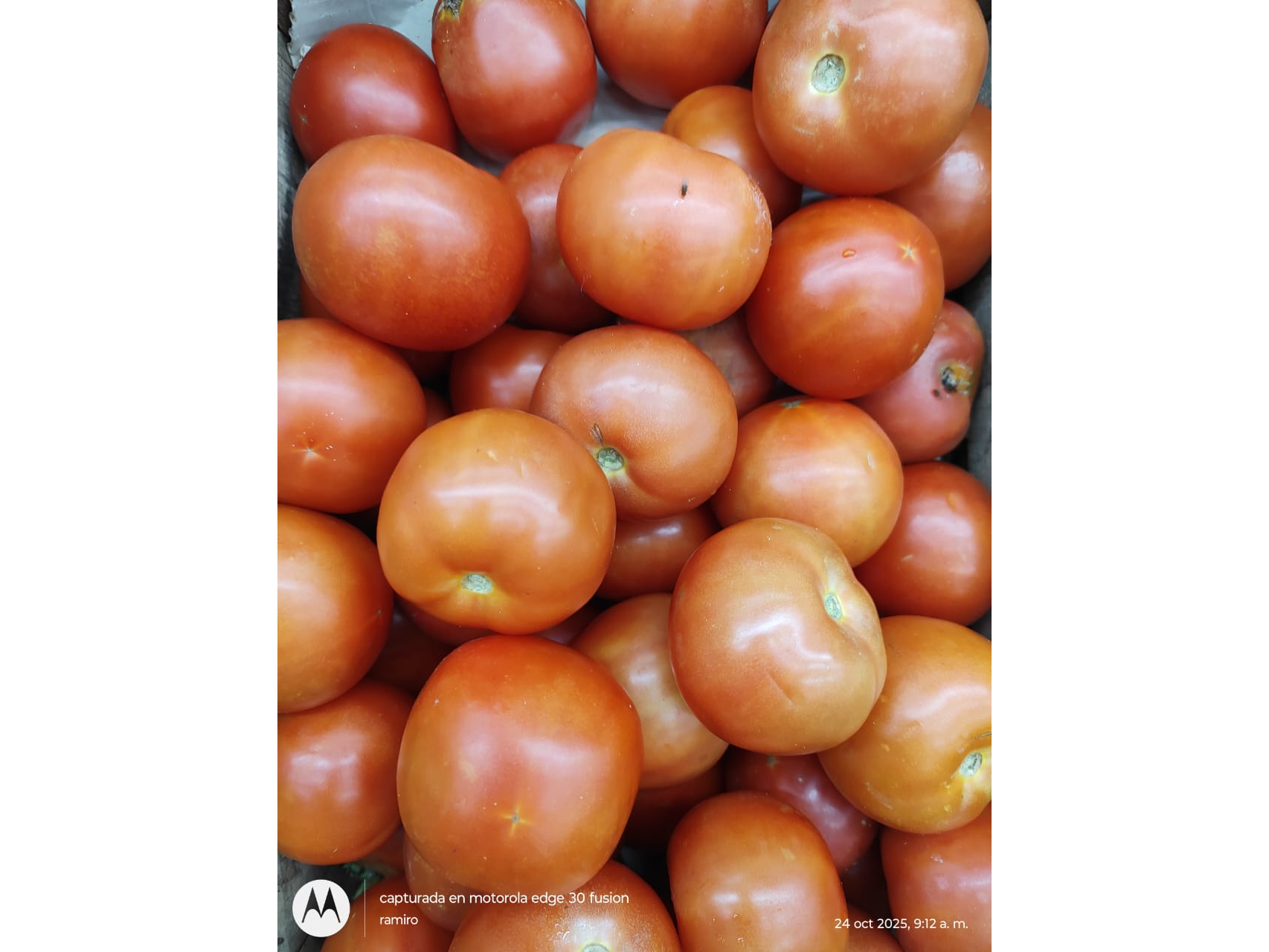 Tomate redondo