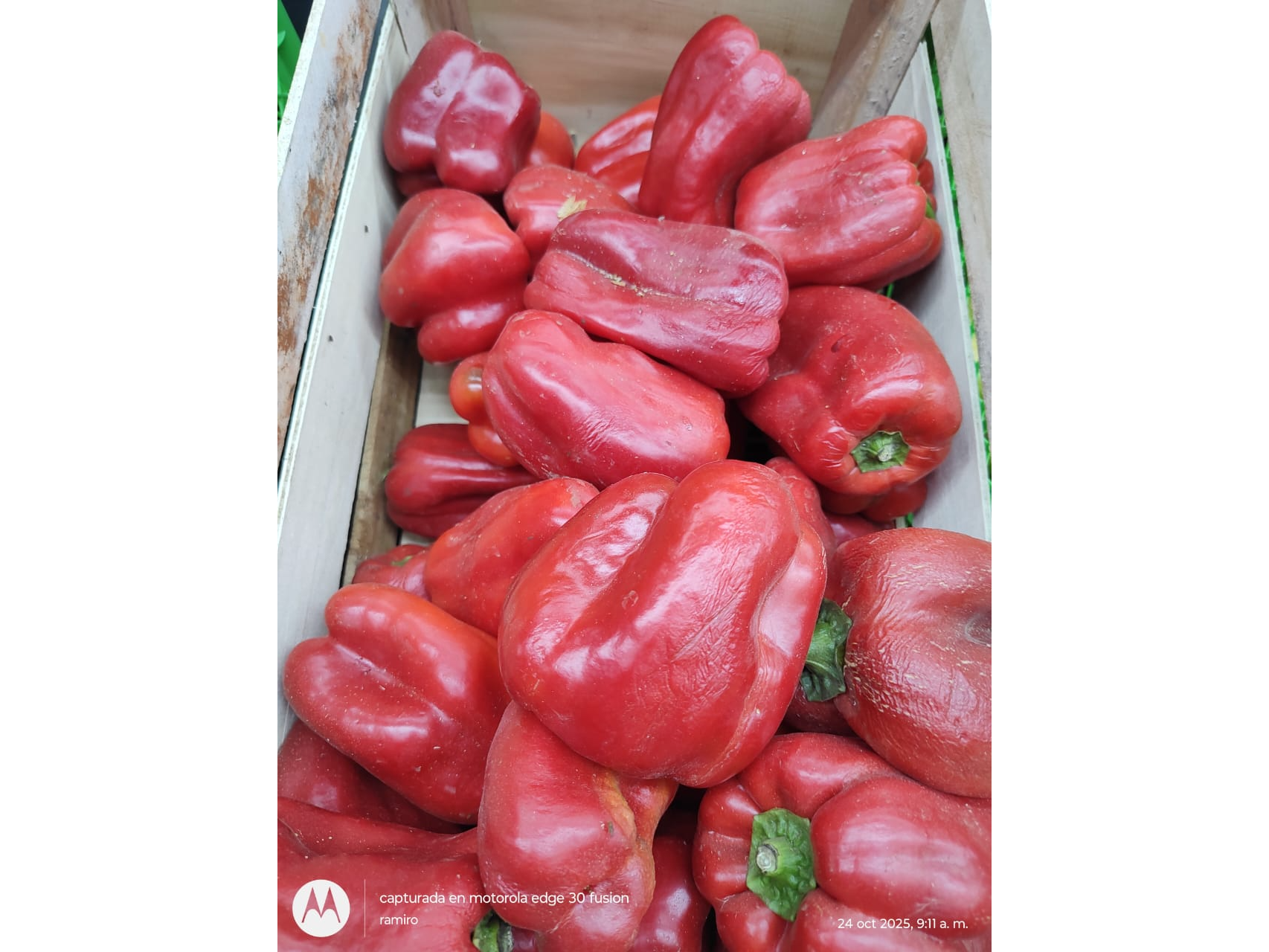 Pimiento rojo