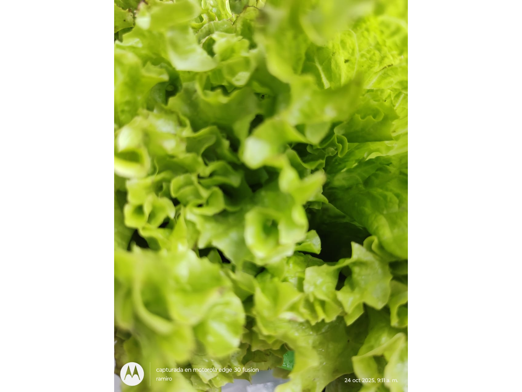Lechuga de hoja