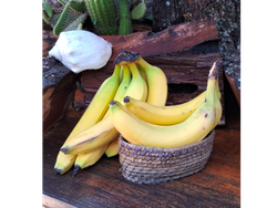 BANANAS BOLIVIA