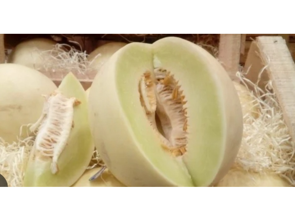MELÓN CALIDAD CARRASCOSA N°6