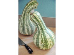 CALABAZA RAYADA