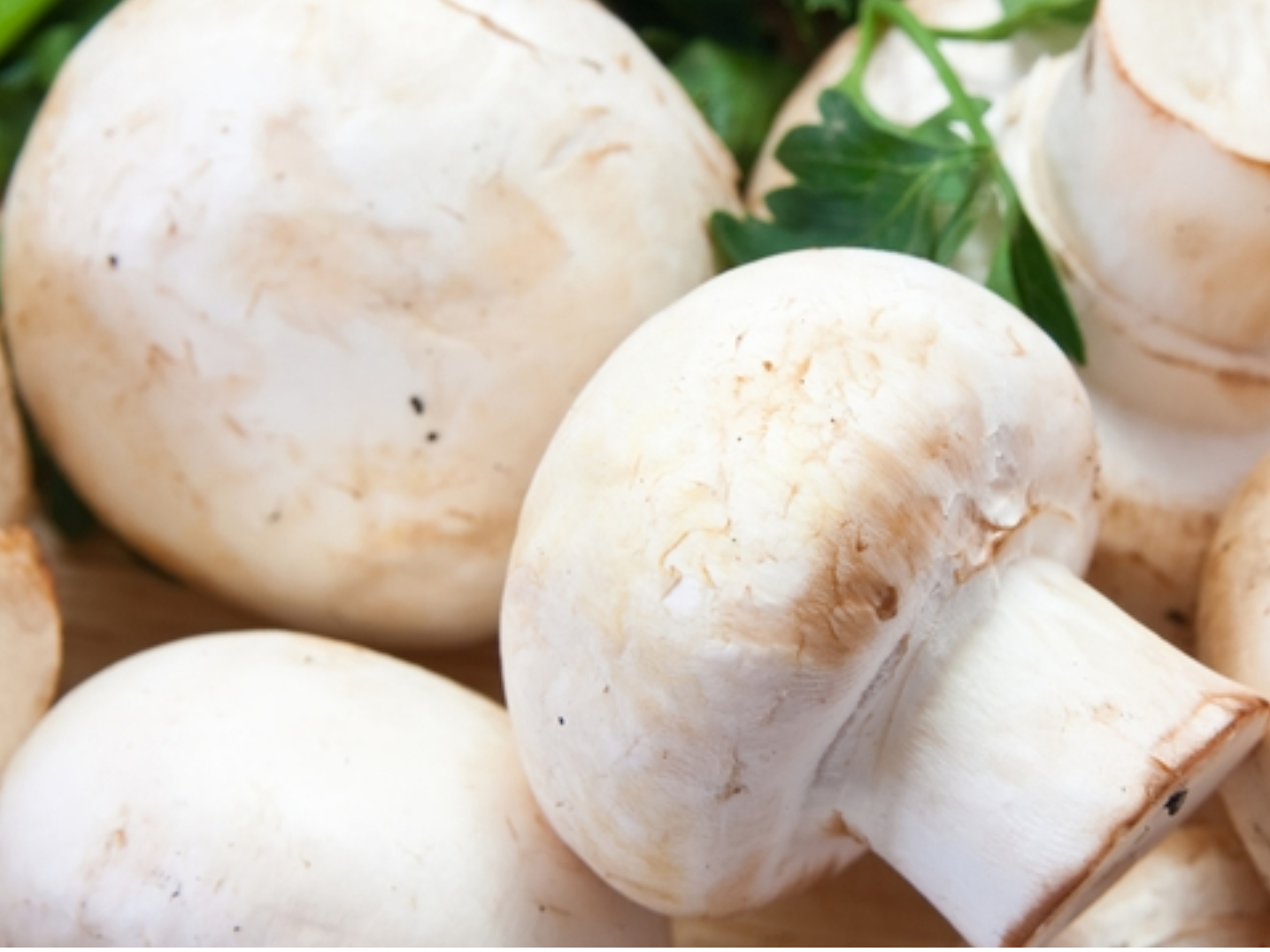 CHAMPIGNON  BANDEJA