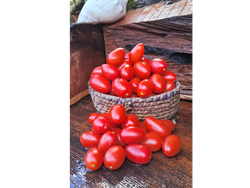 TOMATE CHERRY