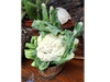 COLIFLOR