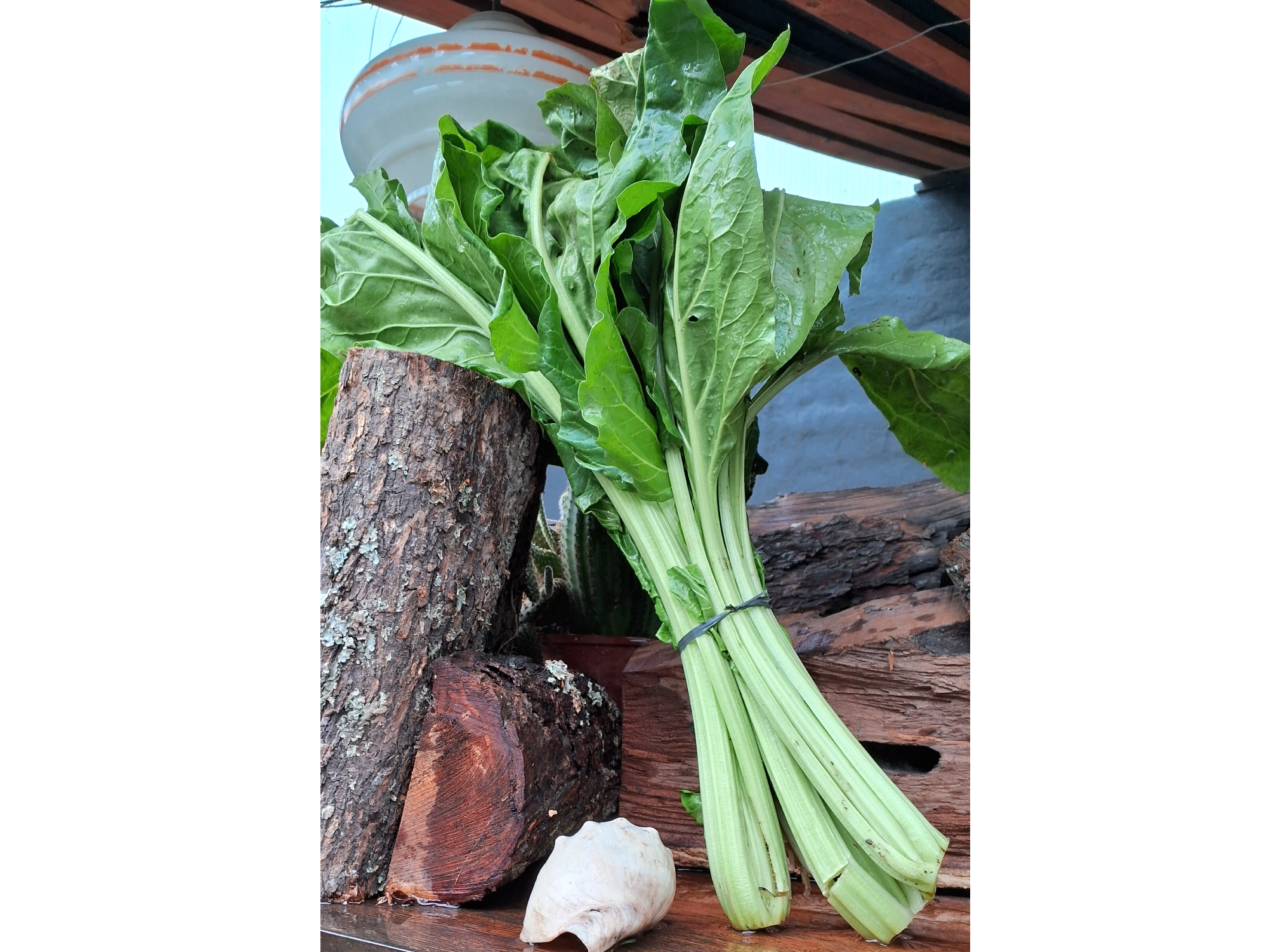 ACELGA PREMIUM x 2 Paquetes