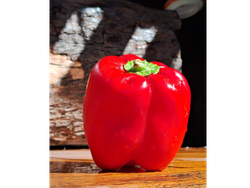 PIMIENTO ROJO