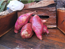 BATATA ROJAS