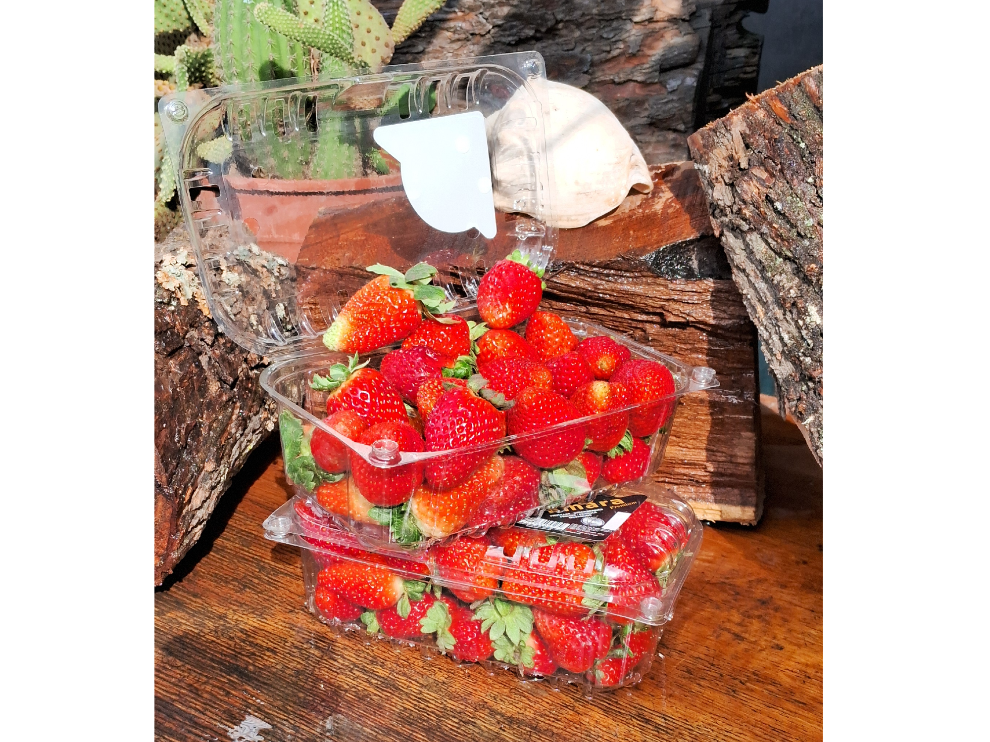 FRUTILLA de La Plata Bs.As