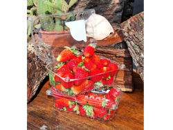 FRUTILLA X KG