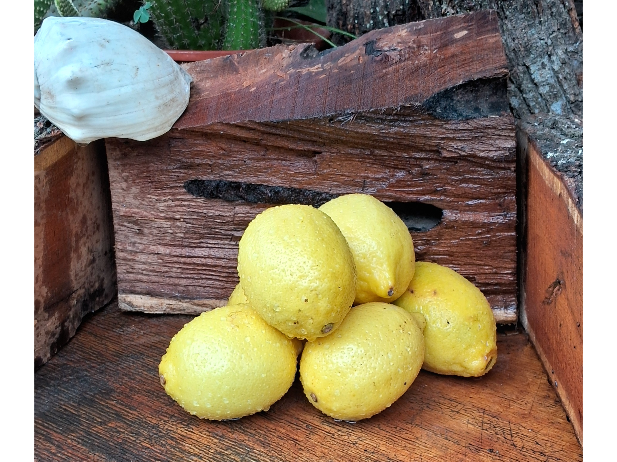 LIMON ORIG. NACIONAL