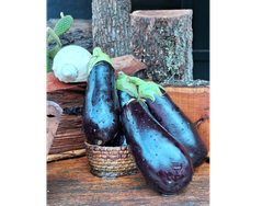 BERENJENAS DE INVERNADERO