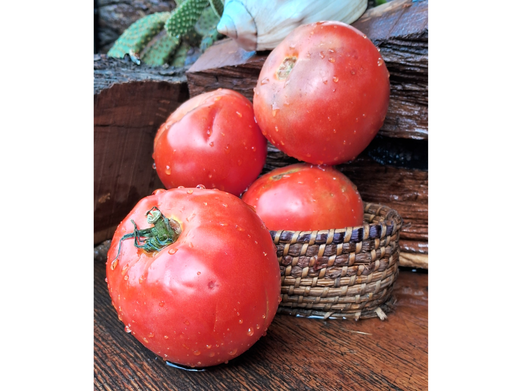 TOMATE REDONDO INVERNADERO MEDIANO