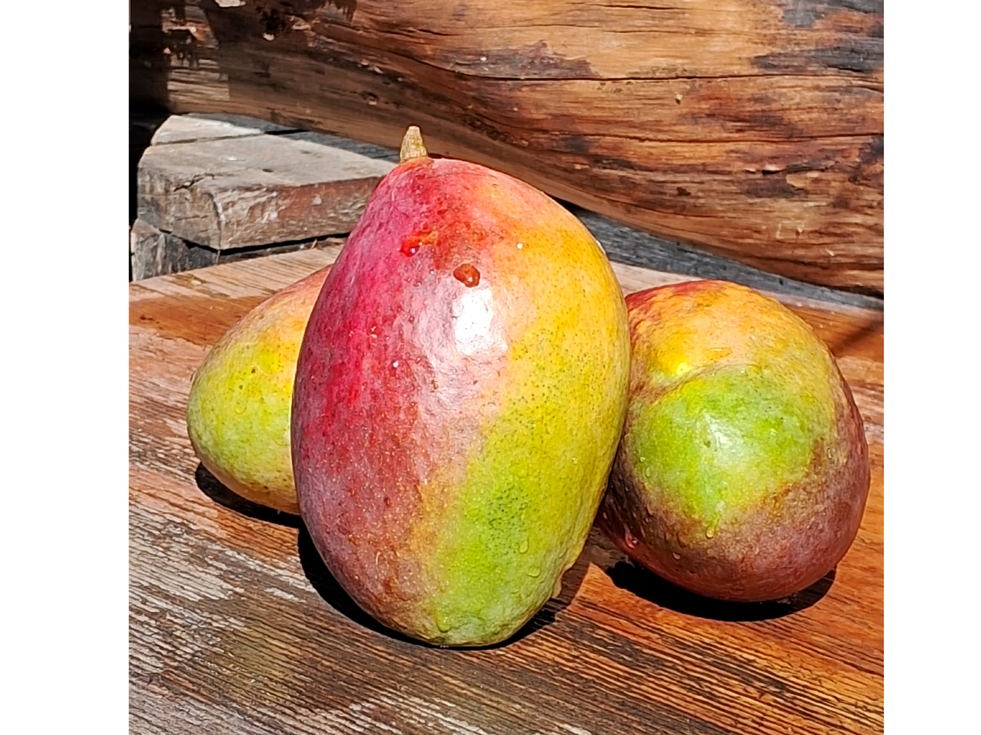 MANGO